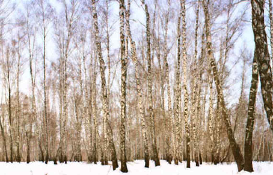 Russia, winter forest