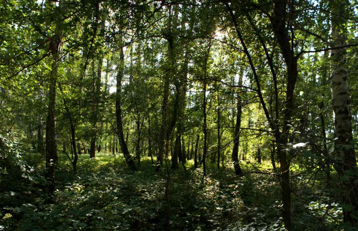 Russian forest, covert, summer