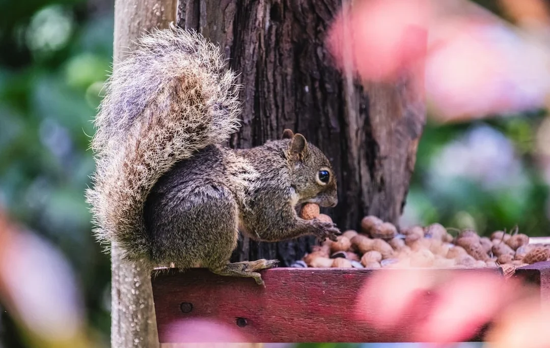 Purple Squirrel