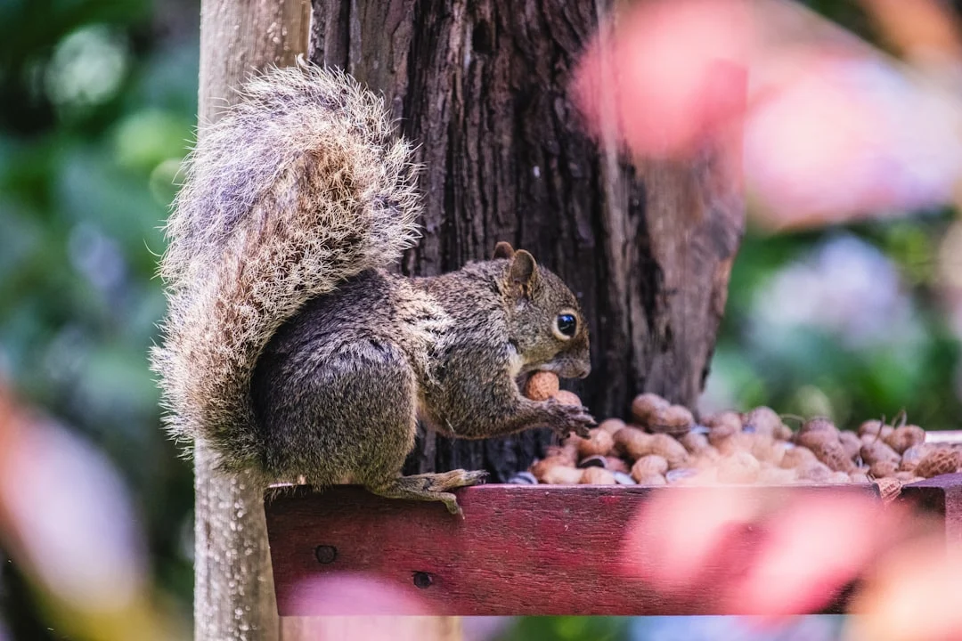 Purple Squirrel